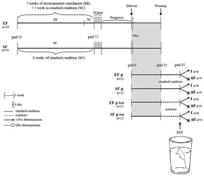 Influence of Pre-reproductive Maternal Enrichment on Coping Response to Stress and Expression of c-Fos and Glucocorticoid Receptors in Adolescent Offspring